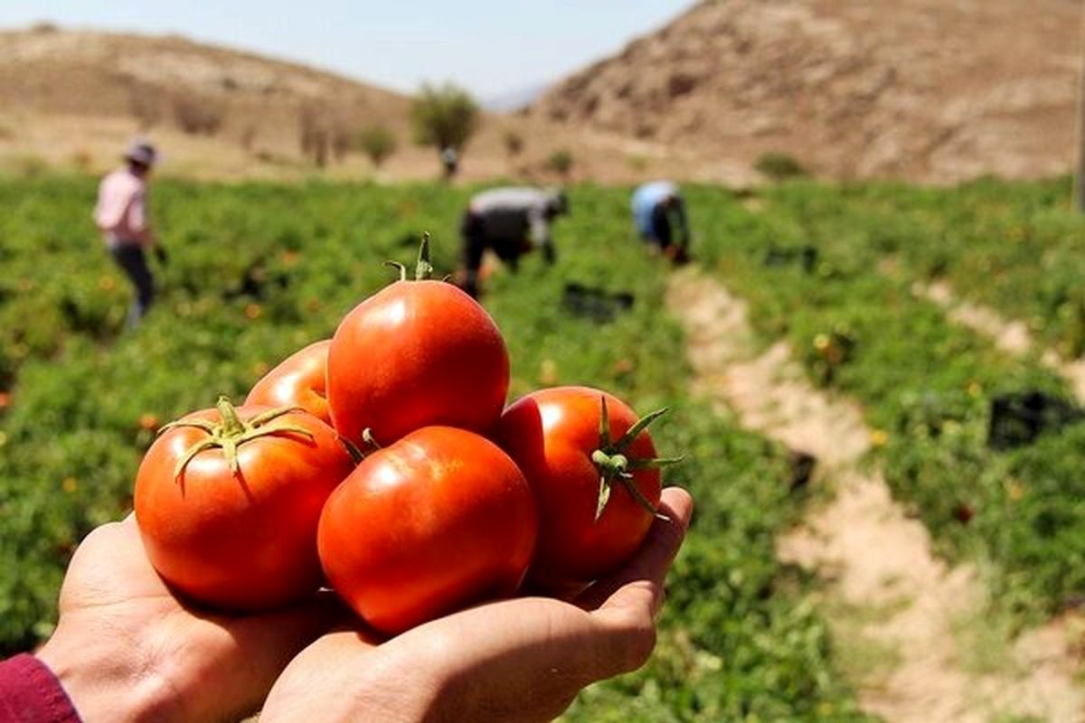 خرید حمایتی گوجه‌فرنگی ادامه دارد/خرید ۴۶۸۶ تن گوجه برای حمایت از کشاورزان جنوب کرمان