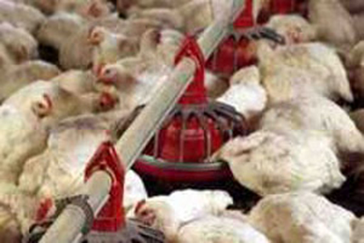 عوارض صادرات مرغ زنده کاهش یافت