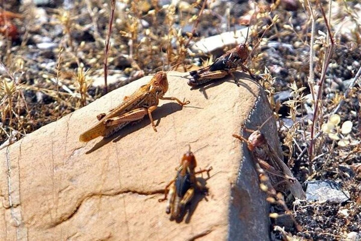 مبارزه با ملخ صحرایی در سیستان و بلوچستان به ۱۷۵ هزار هکتار رسید