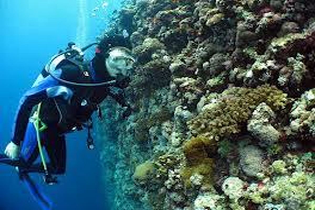 احیای مرجان های جزیره خارک