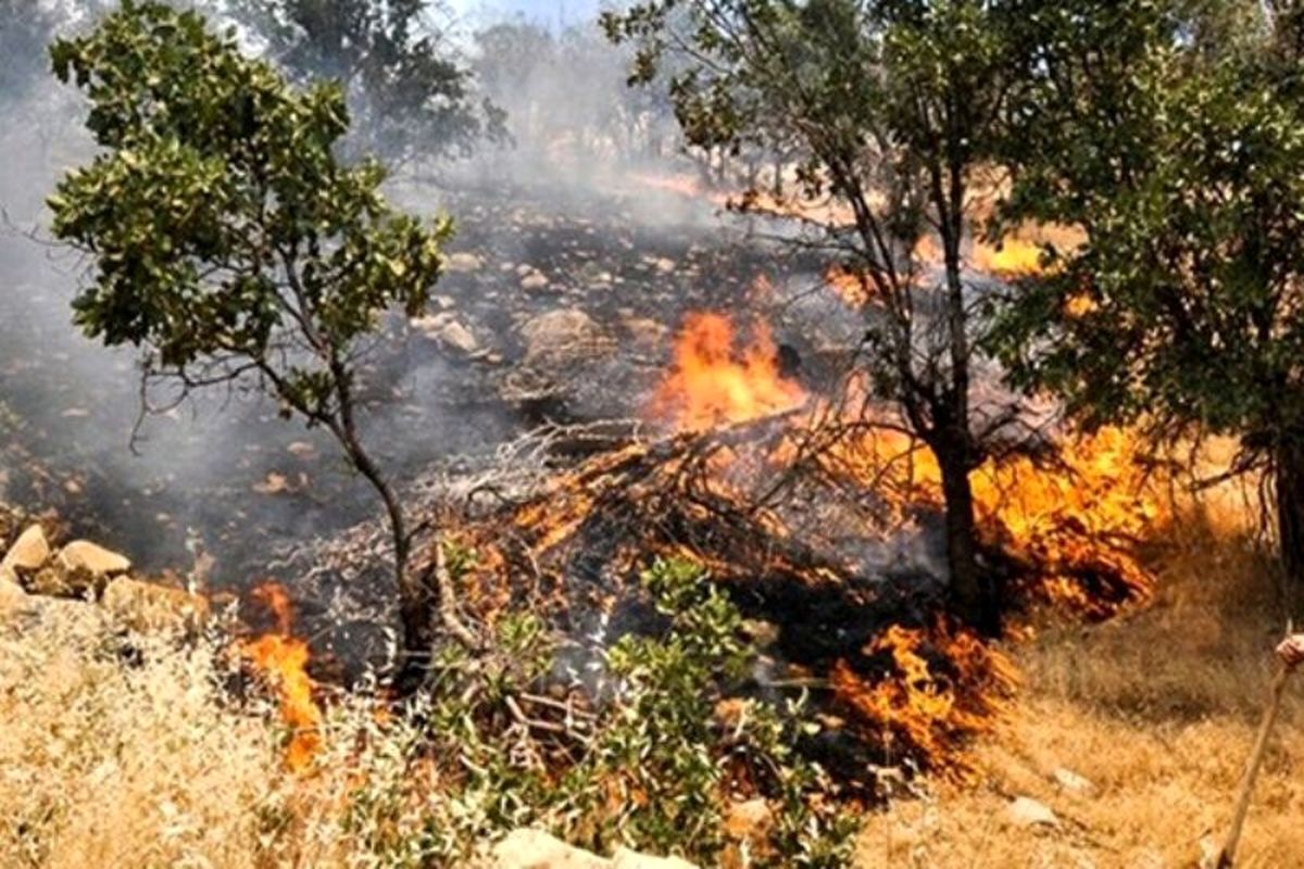 آتش سوزی جنگل ها و مراتع به تهران رسید