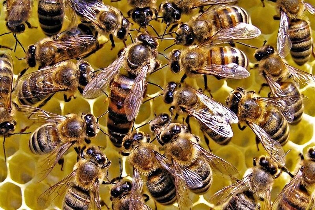 زنبورستان‌های استان کرمان، عاری از هر بیماری