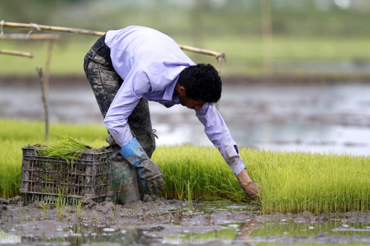 مصوبه ممنوعیت کشت برنج در خارج از استان های شمالی اصلاح می‌شود