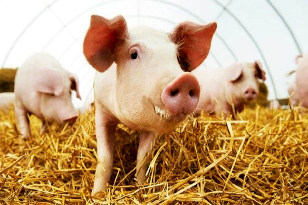 شناسایی یک ویروس جدید آنفولانزایی در خوک ها