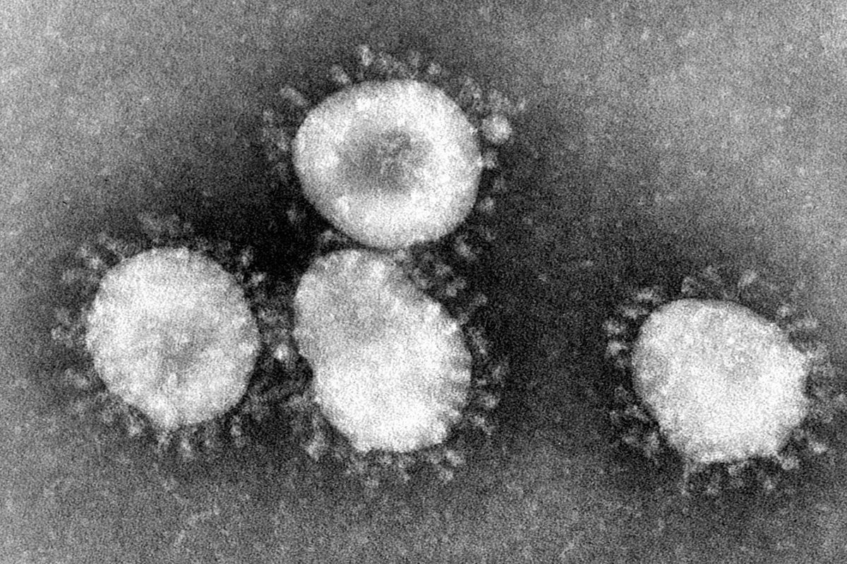 منشا ویروس کرونا و علائم اصلی بیماری کرونا به تفکیک دقیق درصدی