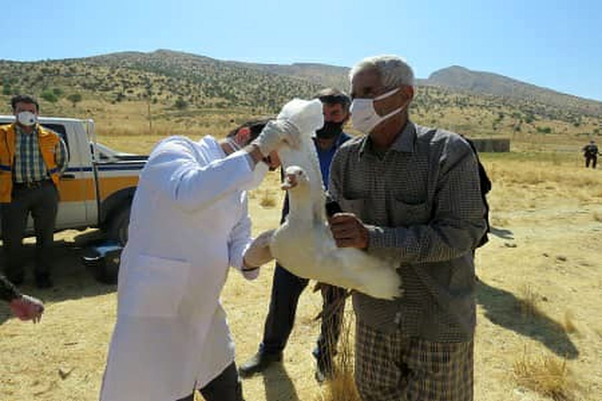دامپزشکی کهگیلویه وبویراحمد پیشرو در برگزاری اردوهای جهادی / عشایر محروم منطقه گرگو بویراحمد از خدمات رایگان دامپزشکی بهره مند شدند