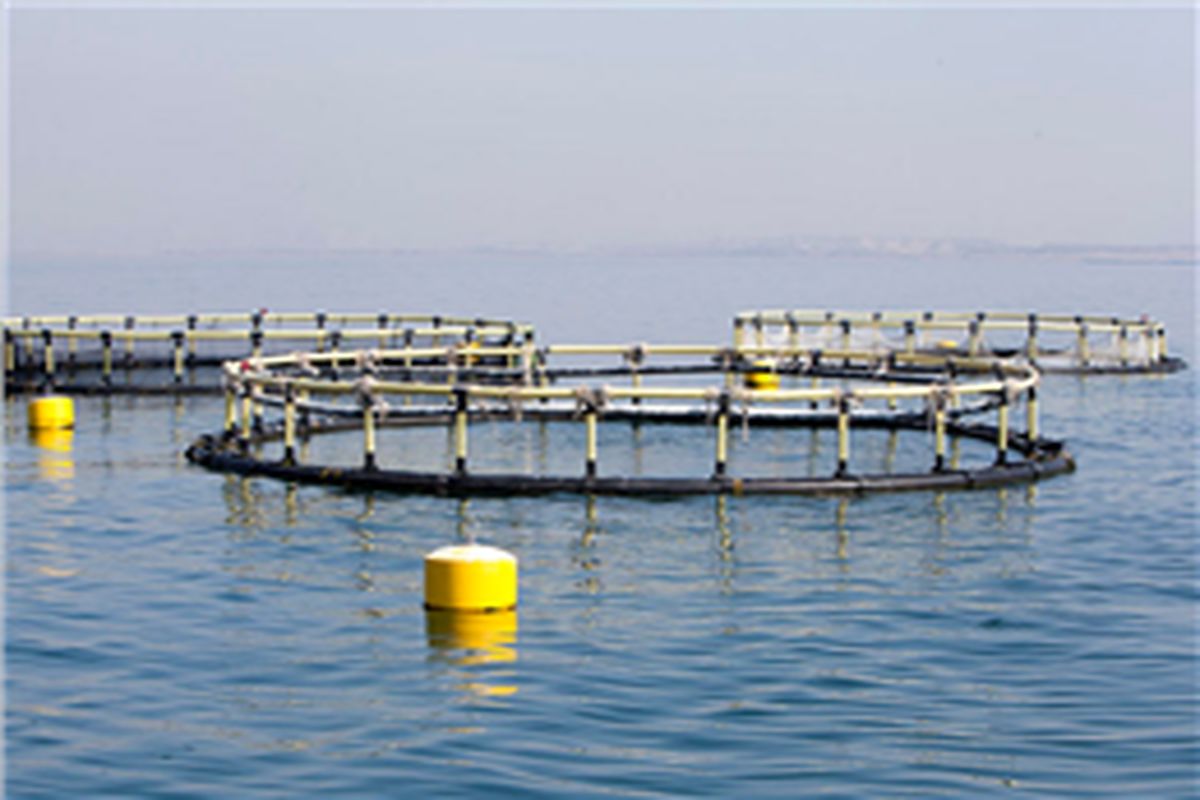 تصویب طرح «پرورش ماهی در دریا » در سند توسعه استان