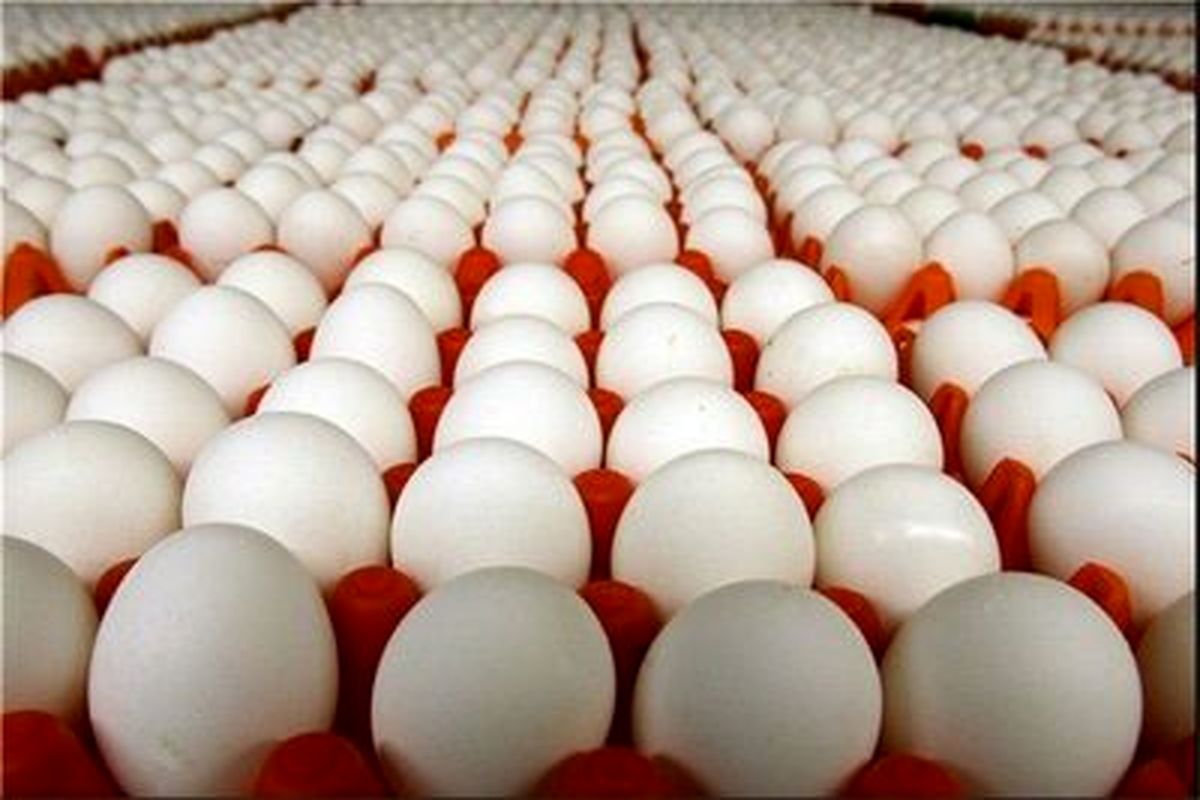 قیمت هر شانه تخم مرغ بصورت فله نیز زیر ۲۰ هزار تومان است