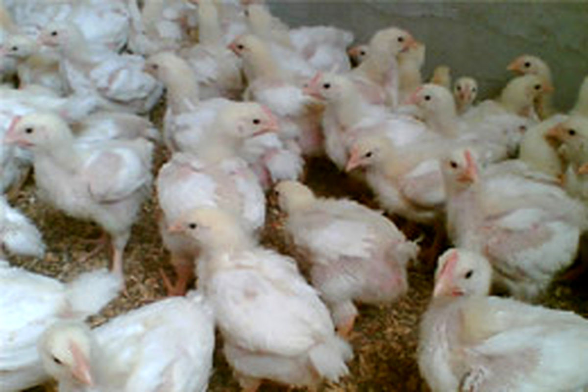 پرورش دهندگان مرغ گوشتی در بازپرداخت اقساط مهلت یک ساله دارند