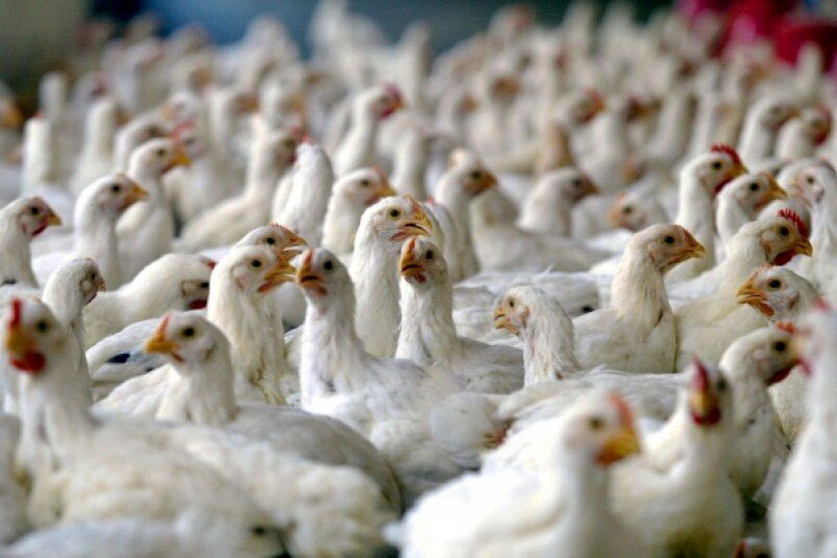 ۱۳ میلیون مرغ صادر شد