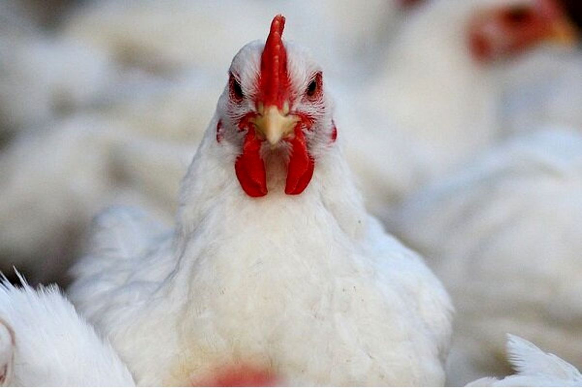 کشف ۱۵ تن مرغ زنده قاچاق در نهاوند