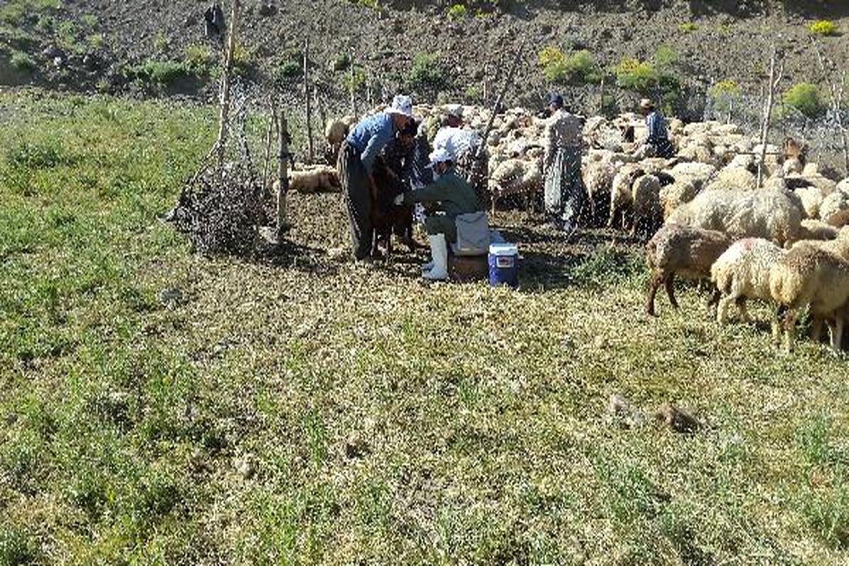 مایه کوبی بیش از ۵۵۸ هزار راس دام علیه بیماری های طاعون نشخوار کنندگان کوچک و بروسلوز