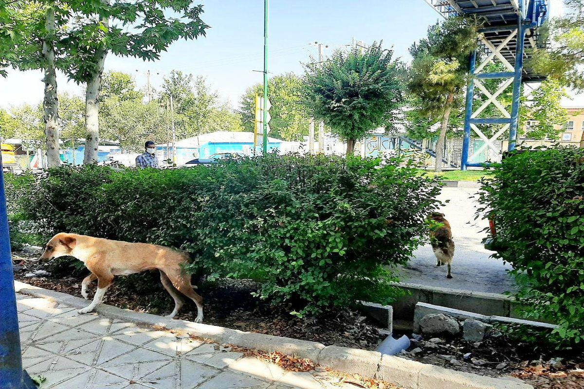 حمله سگ های ولگرد در شهر نهاوند به خبرنگار صدا و سیما