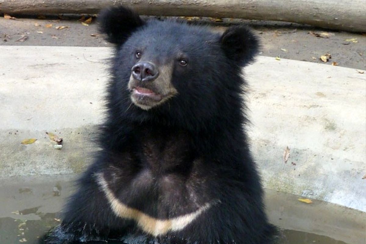 مشاهده خرس سیاه آسیایی در ریگان