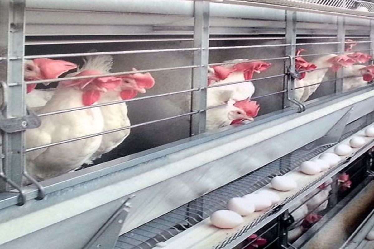 صنعت تولید تخم مرغ در ایران