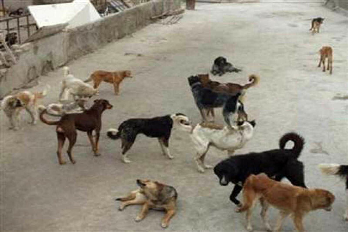 جمع‌آوری سگ‌های بلاصاحب  به‌صورت زنده‌گیر انجام می‌شود