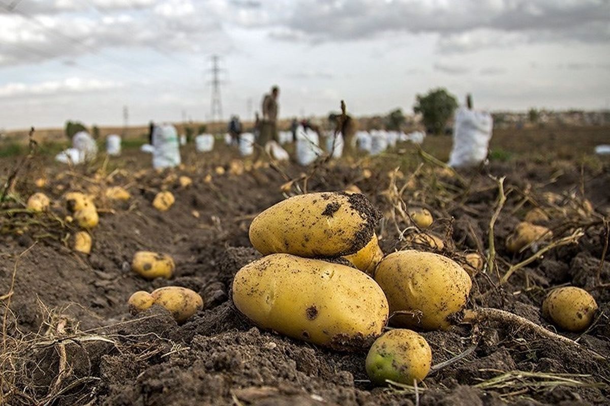 پیش بینی برداشت ۳۰ هزار تن سیب زمینی از مزارع  استان همدان