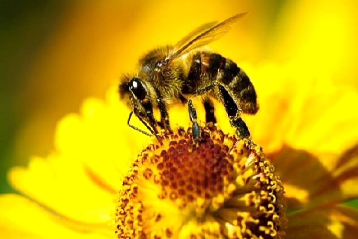 آیا درمان کرونا با زهر زنبورعسل واقعیت دارد؟