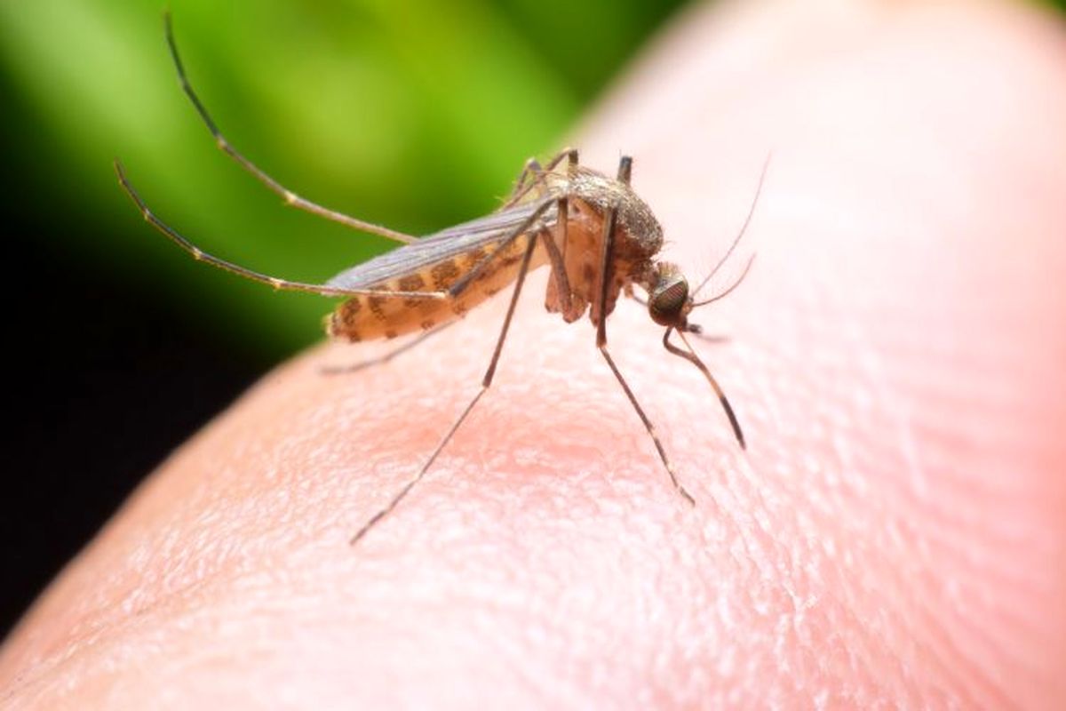 پشه‌ها، ویروس کرونا را منتقل می‌کنند؟