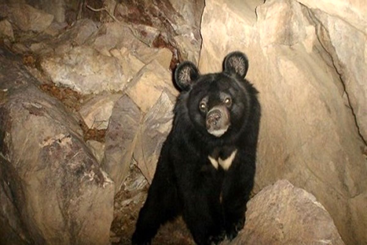 خفه شدن توله خرس سیاه آسیایی در بندرعباس