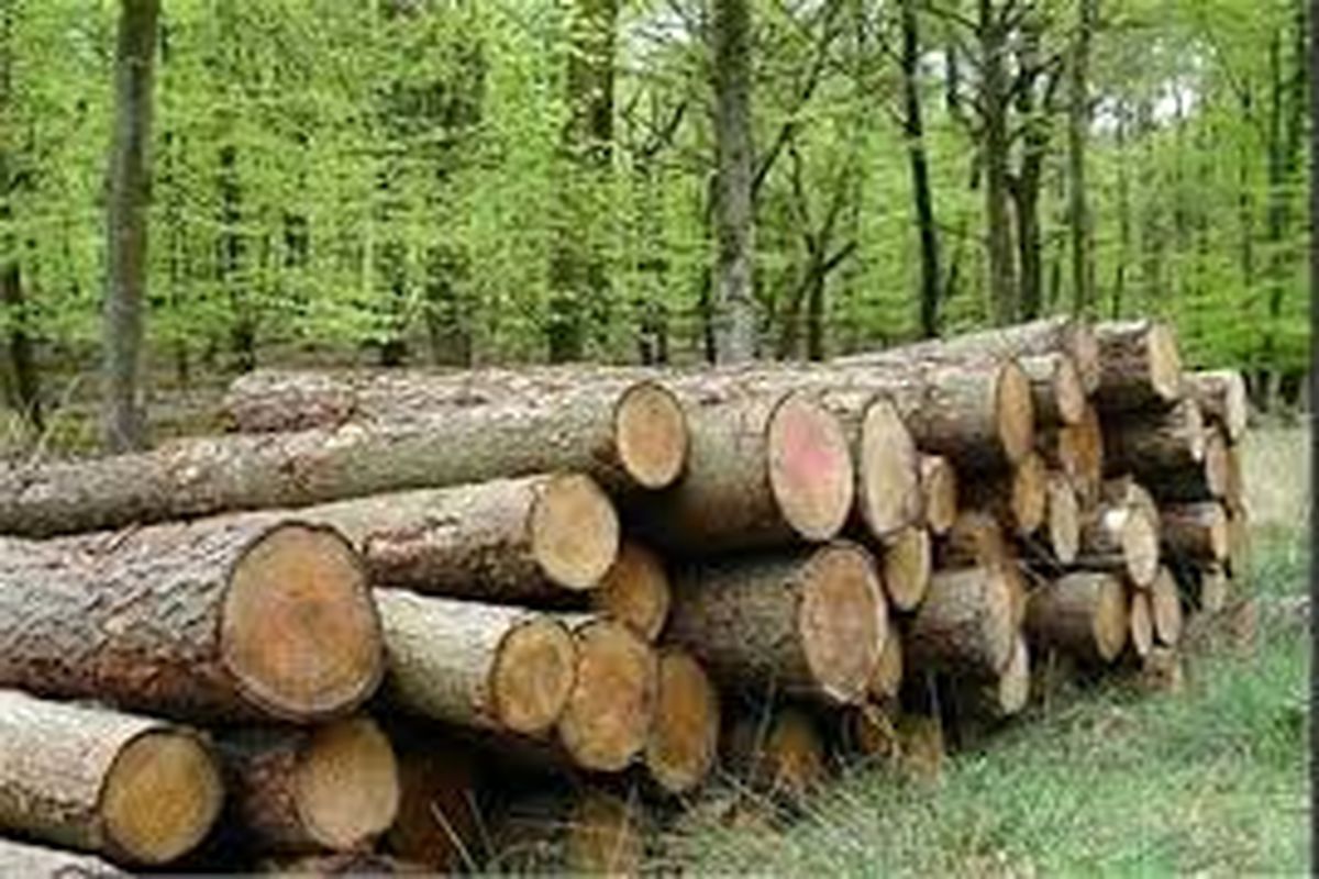 کشت ۱۱۰۰ هکتار زراعت چوب  در لرستان