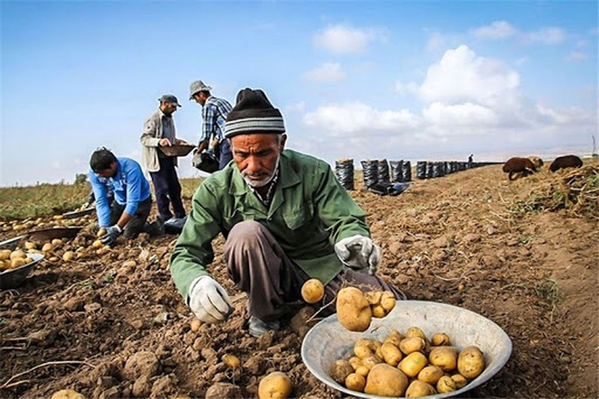 پیش بینی برداشت ۲۷۰ هزار تن سیب زمینی از مزارع شهرستان بهار