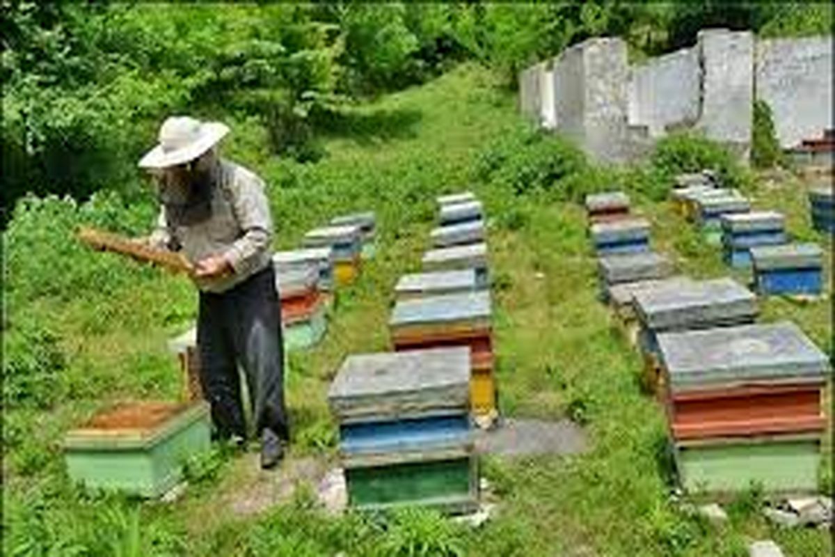 تولید  ۲ هزار و ۷۰۰ هزار تن عسل در لرستان  / فعالیت ۳ هزار  زنبور دار در استان
