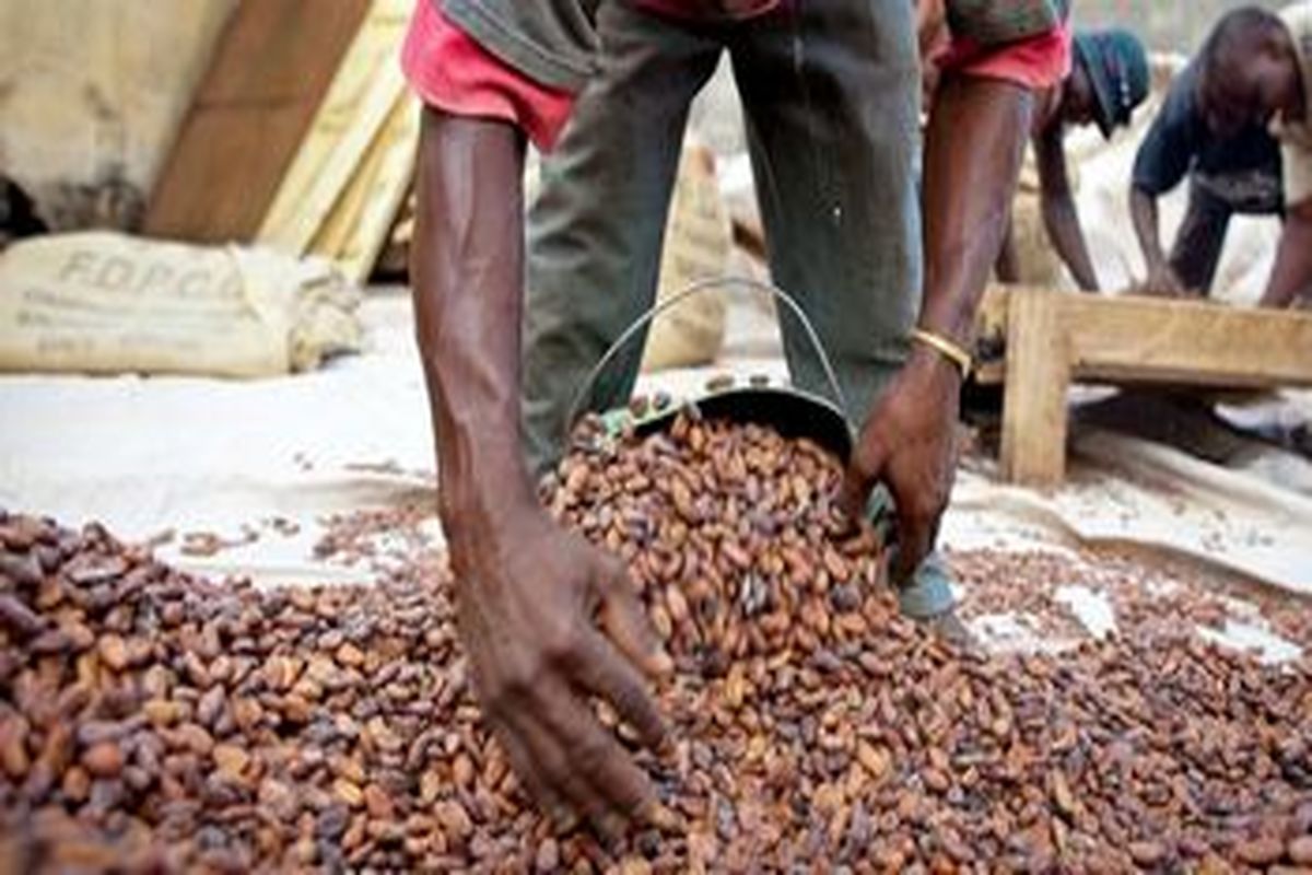 تولید کاکائو در آفریقا