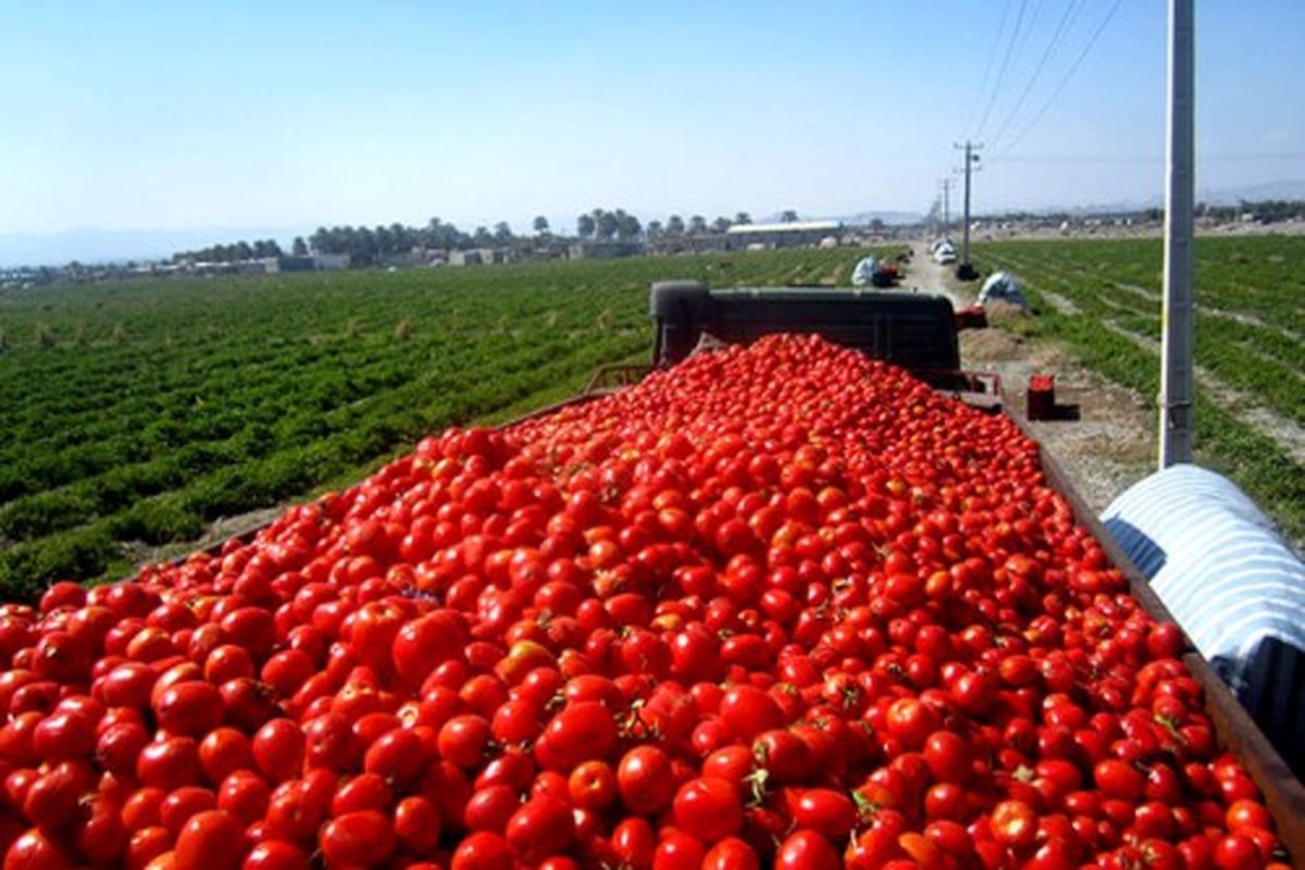 خرید بیش از ۱۶ هزار تن گوجه فرنگی در طرح خرید حمایتی از کشاورزان