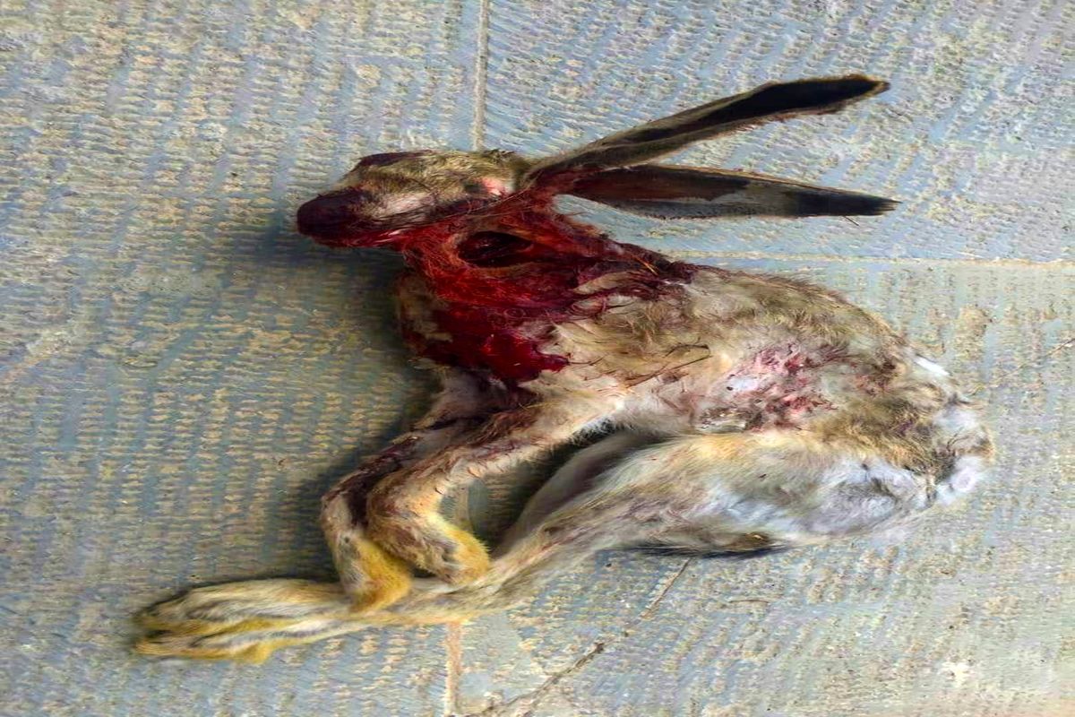 شکارچی غیر مجاز خرگوش با تازی در دام محیط بانان شهرستان بیجار
