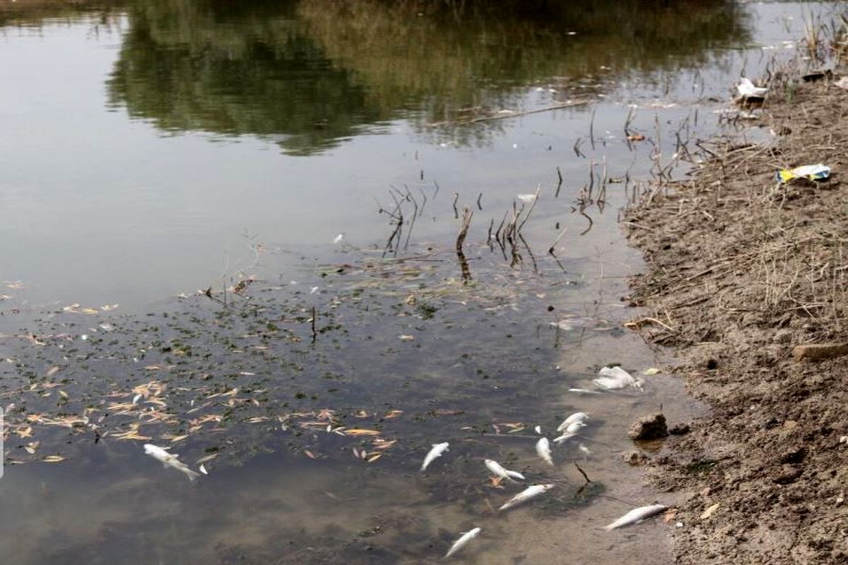 تغذیه گرایی تالاب علت تلف شدن ماهیان زریوار است