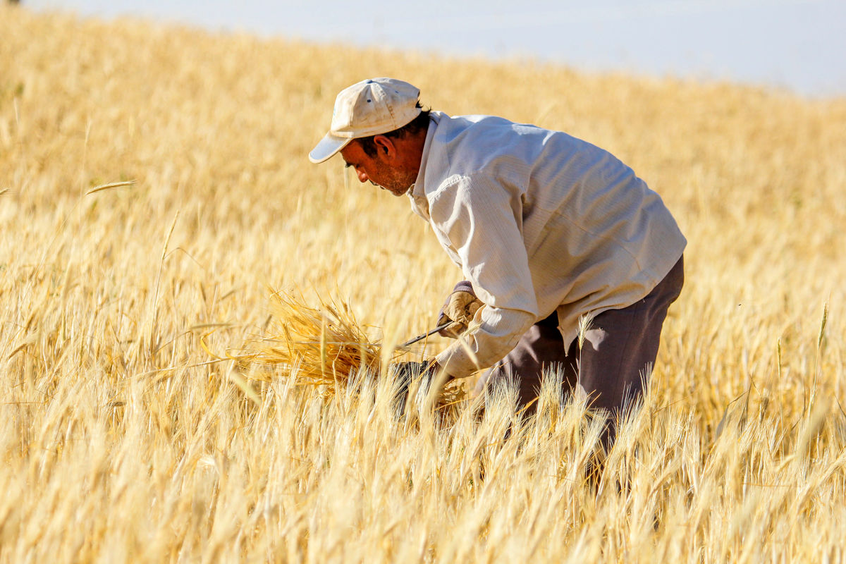 پیش بینی خرید ۵۱۴ هزار تن گندم مازاد برمصرف گندم‌کاران آذربایجان غربی