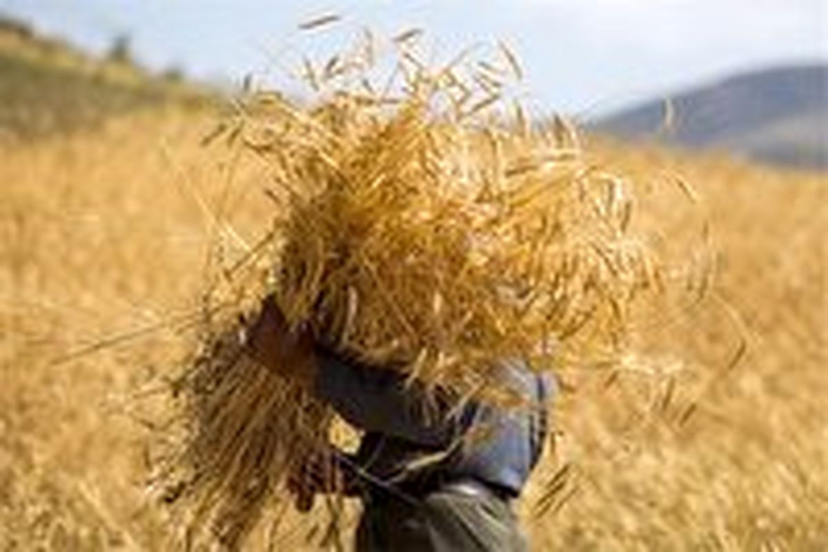 خرید تضمینی ۷۷ هزار و ۵۶۰ تن گندم در استان سمنان