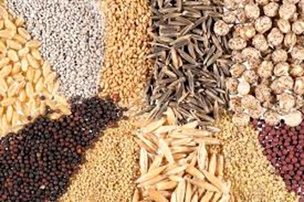 تامین ۱۴ هزار تن بذر اصلاح شده برای سال زراعی جدید