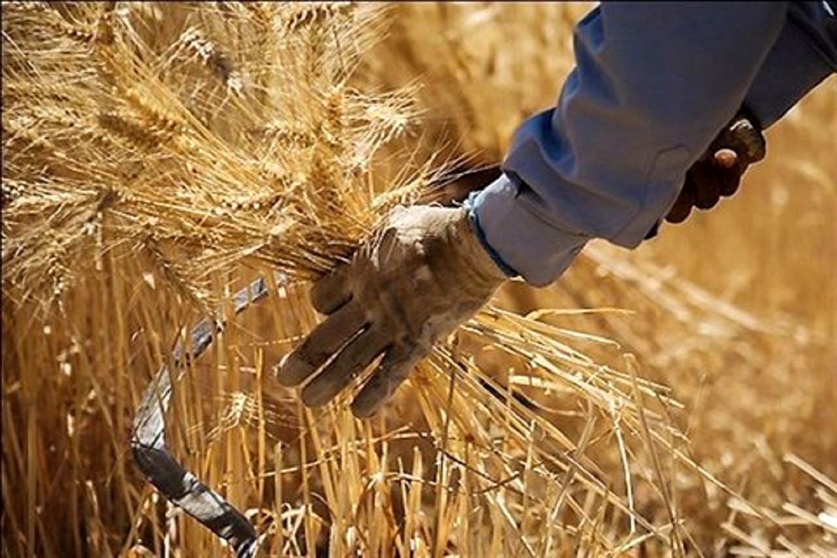 خرید ۸ میلیون و ۲۱۵ هزار تن گندم در کشور