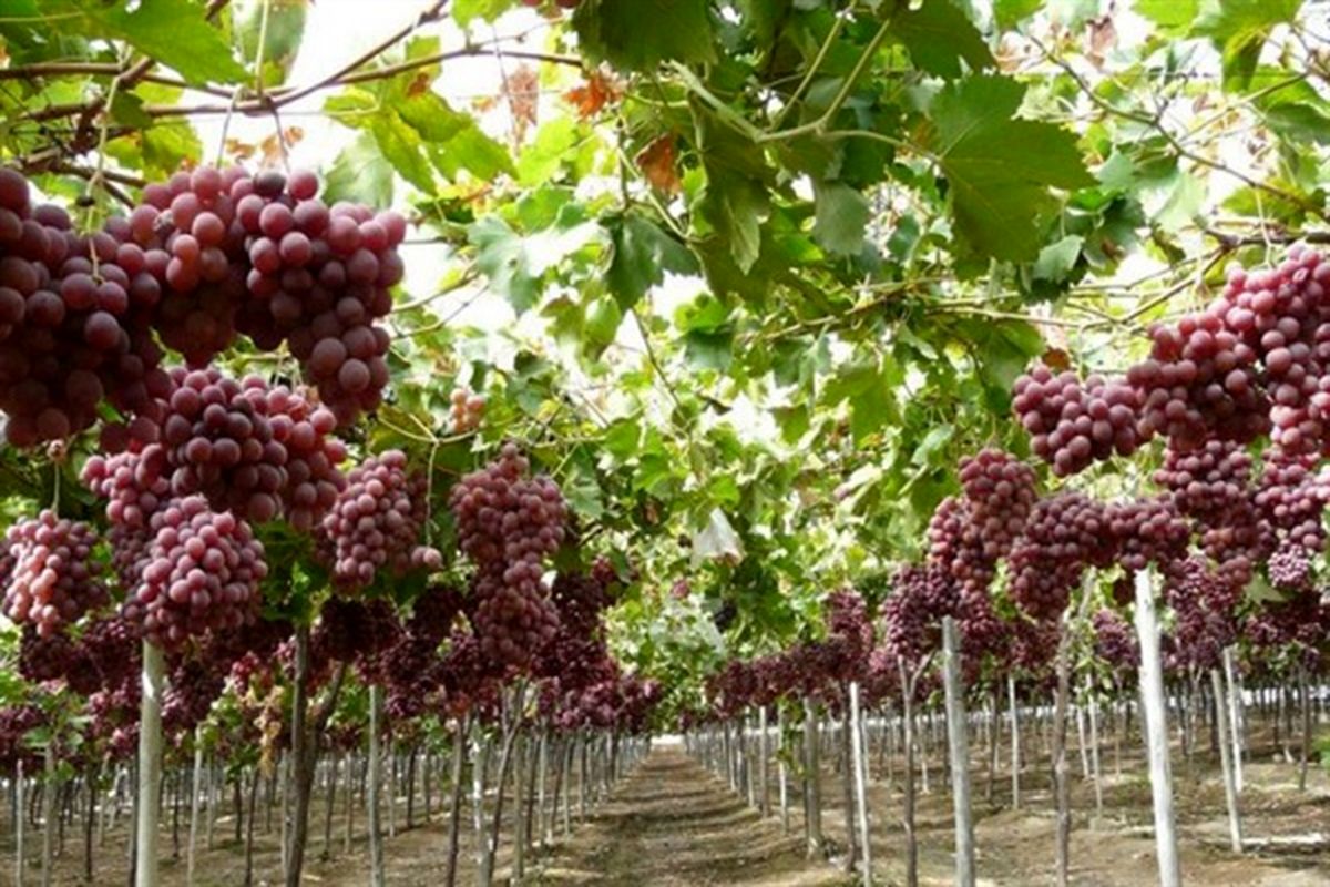 اجرای طرح فراز برای باغات انگور توجیه اقتصادی این فعالیت را افزایش می دهد
