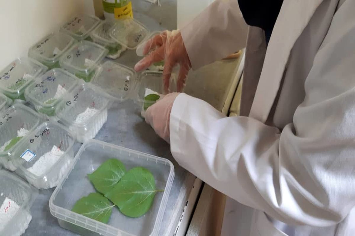 ثبت۶مقاله تخصصی از مرکز تحقیقات، آموزش و مشاوره فضای سبز منطقه ۱۱در کنگره های علمی