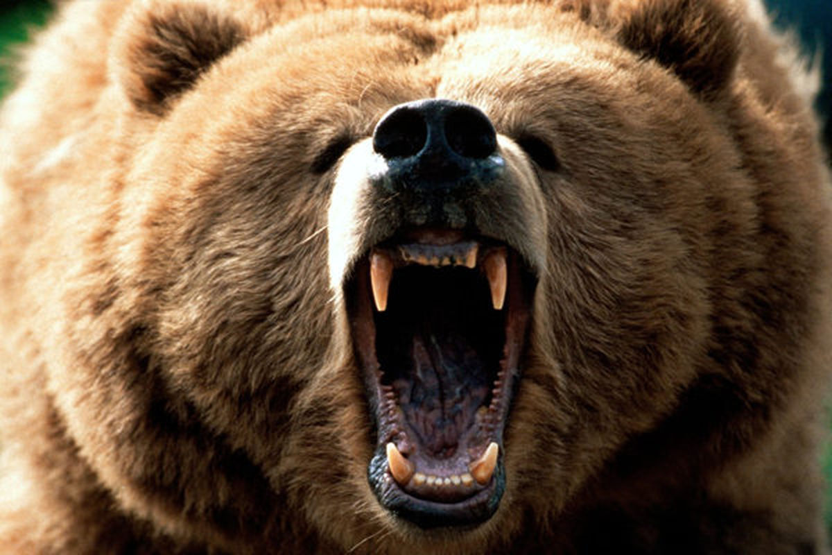 حمله خرس خشمگین به مرد پیرانشهری