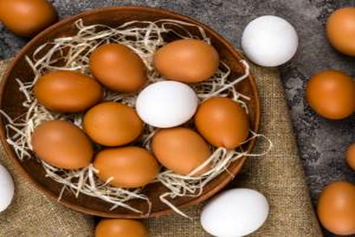 قیمت تخم مرغ در مرغداری ها ۱۲۰۰۰ تومان و برای مصرف کننده ۱۴۵۰۰ تومان