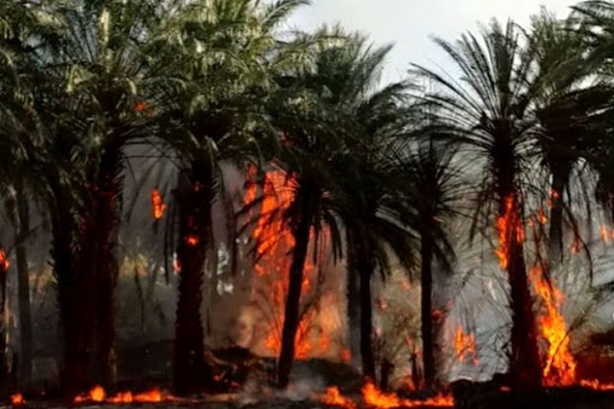 آتش۱۸۵۰ اصله درخت خرما را در نیکشهر خاکستر کرد