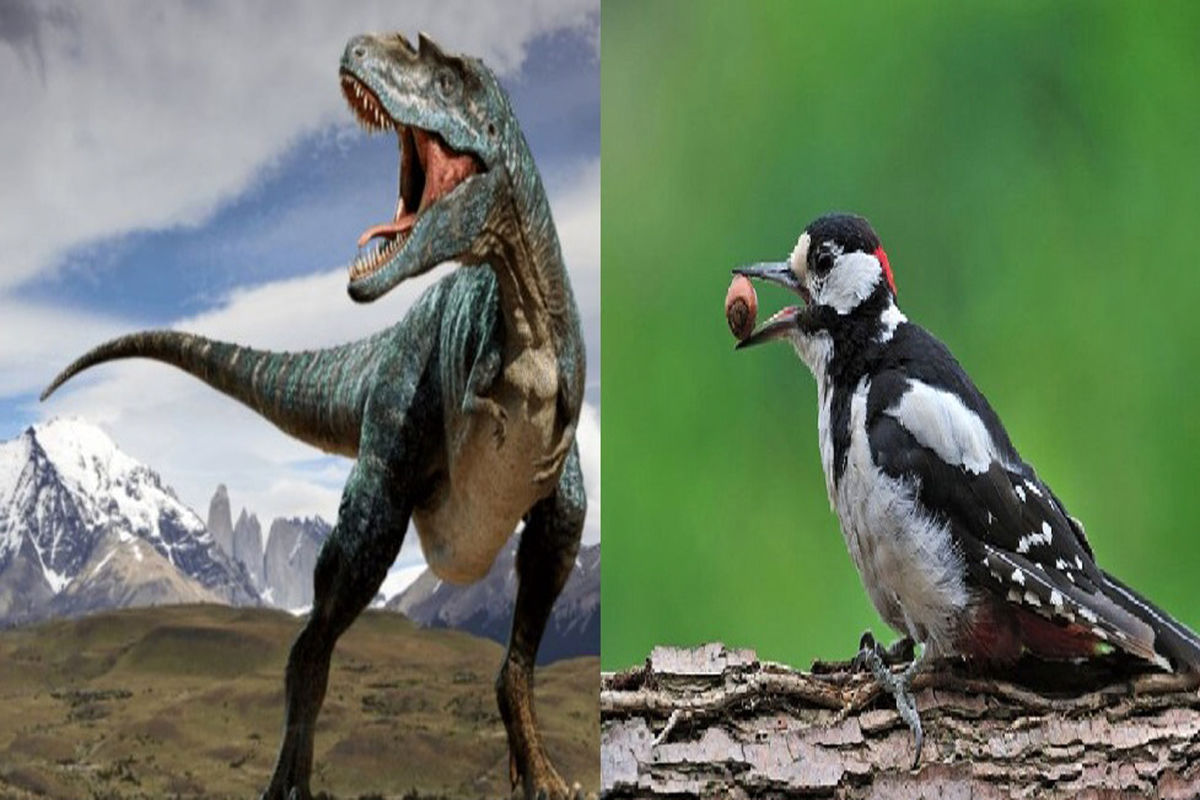 به چه علت دایناسور‌ها منقرض شدند، اما پرندگان زنده ماندند؟