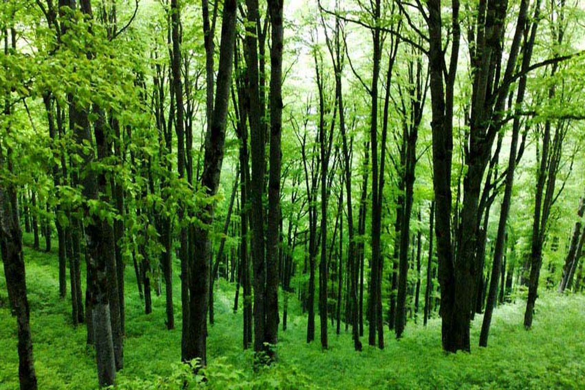 پیوستن ۲۶۰۰ هکتار زمین ملی به گستره جنگل