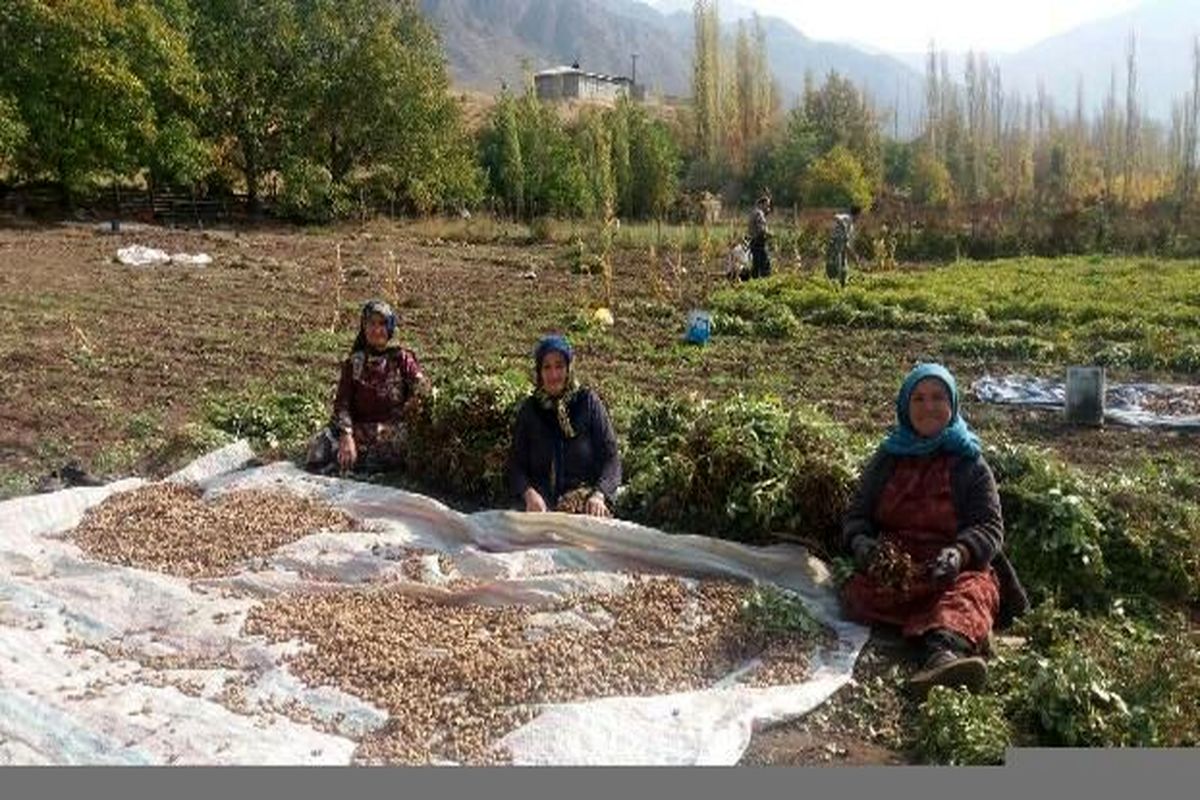 بهرمندی سه هزار و ۶۰۰ زن روستایی آذربایجان‌غربی از خدمات صندوق محله