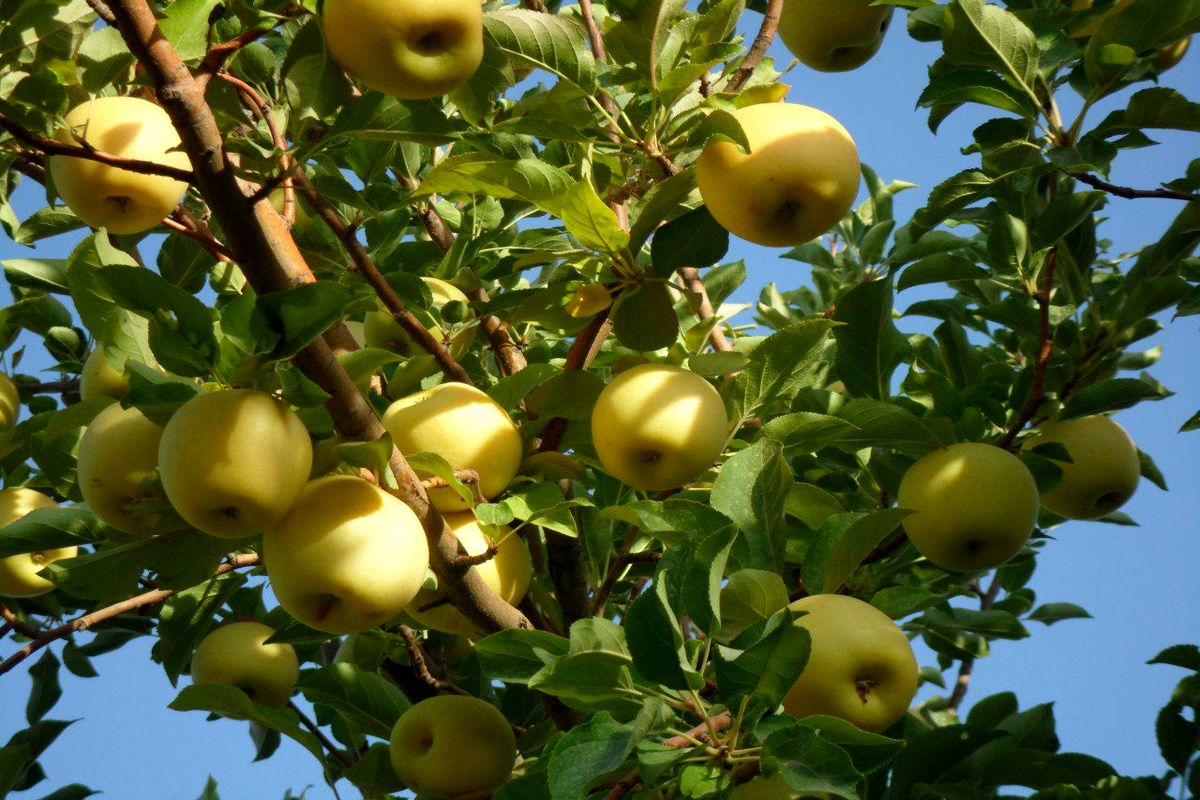 پیش بینی برداشت ۴۰ هزارتن محصول سیب از باغات نهاوند