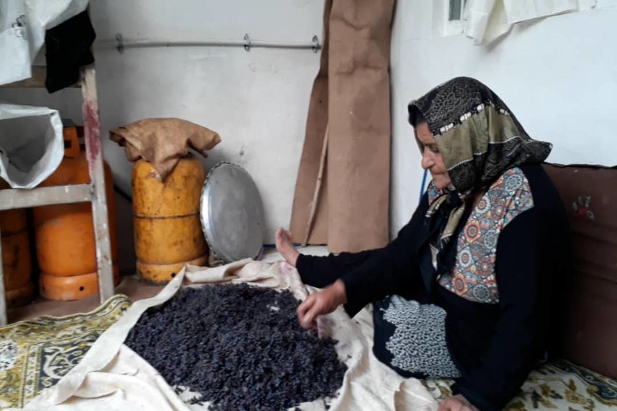 رونق اقتصاد روستاها در دستان زنان روستایی/فصل زرشکی روستای شوراب