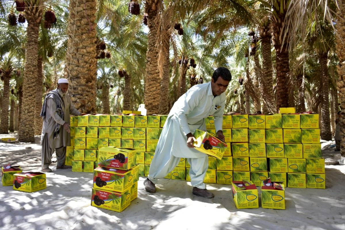برداشت بیش از ۲۰۰هزار تن خرما در سیستان و بلوچستان