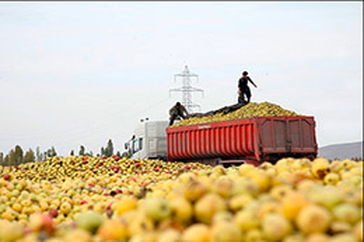 تلاش نمایندگان مجلس برای رفع مشکل سیب صنعتی آذربایجان غربی