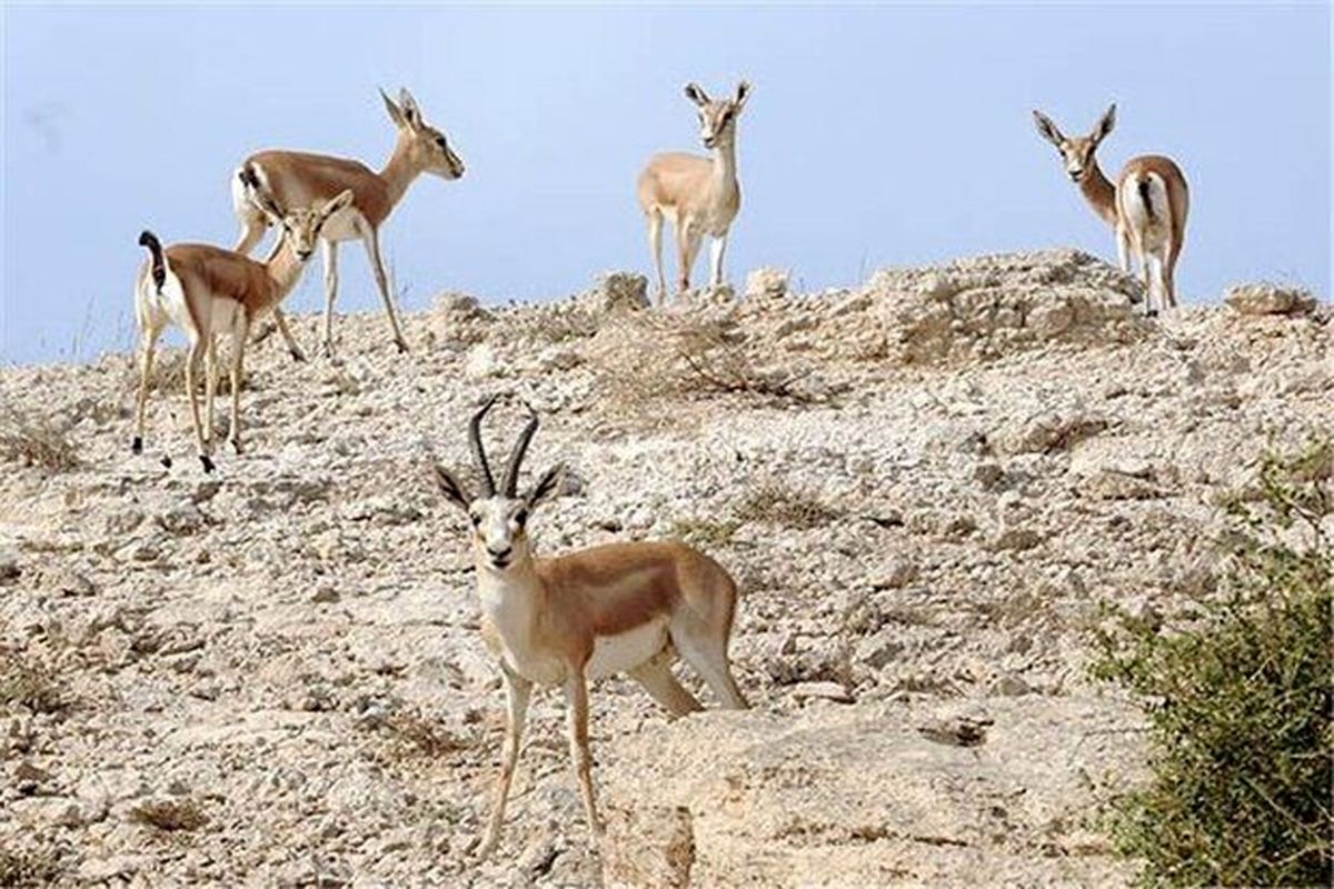 ۴۳ گونه پستاندار در زیستگاه‌های طبیعی استان قزوین شناسایی شد