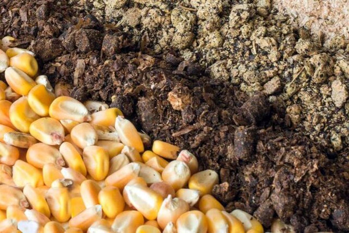تولید ۲ هزار تن خوراک دام در تایباد