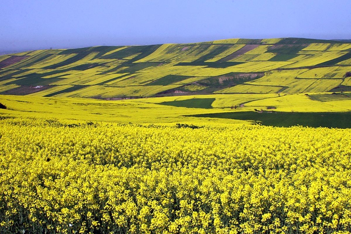 کشت گیاهان جدید برای تامین روغن و کنجاله مورد نیاز کشور